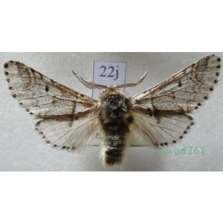Furcula furcula (Clerck, 1759) male Widłogonka widlica Czech22j